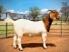 LOT 38 1X BOER GOAT STUD DOE AGRIFOND