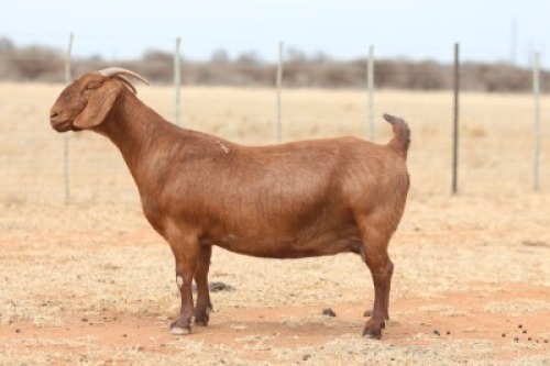 LOT 21 1X KALAHARI RED STUD DOE ANTON & RICKUS BOTHMA