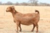 LOT 22 1X KALAHARI RED STUD DOE ANTON & RICKUS BOTHMA