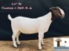 LOT 26 1X BOER GOAT STUD DOE ARBEIDSAAMHEID