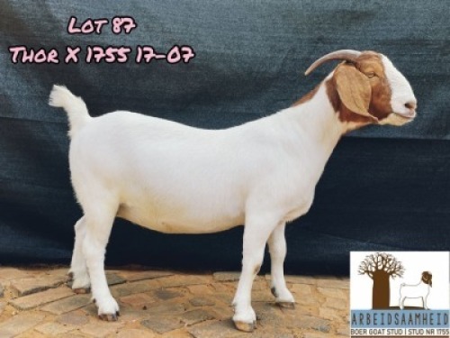 LOT 87 1X BOER GOAT STUD DOE ARBEIDSAAMHEID