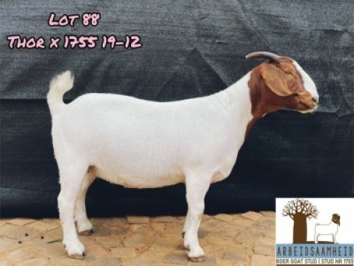 LOT 88 1X BOER GOAT STUD DOE ARBEIDSAAMHEID