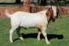 1X BOERBOK RAM Makgat Boerbokstoet - STOET - 6