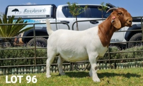 LOT 96 1X BOER GOAT STUD DOE BENCHMARK BOERBOKSTOET