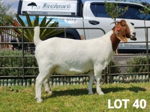LOT 40 1X BOER GOAT STUD DOE BENCHMARK BOERBOKSTOET