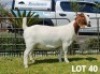 LOT 40 1X BOER GOAT STUD DOE BENCHMARK BOERBOKSTOET