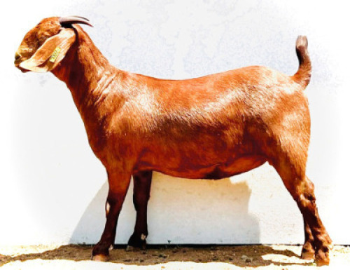 LOT 43 1X KALAHARI RED STUD DOE BLG STUD BREEDERS