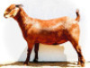 LOT 43 1X KALAHARI RED STUD DOE BLG STUD BREEDERS