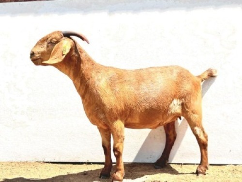 LOT 44 1X KALAHARI RED STUD DOE BLG STUD BREEDERS