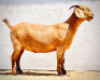 LOT 44 1X KALAHARI RED STUD DOE BLG STUD BREEDERS - 2