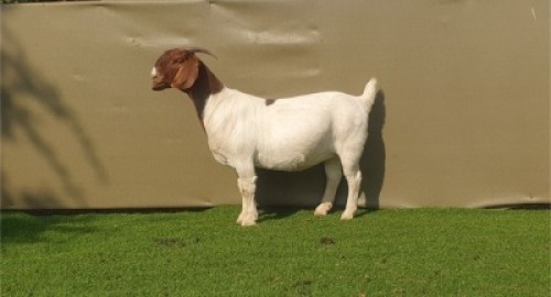 LOT 1 1X BOER GOAT STUD DOE BOOYSEN BOERDERY