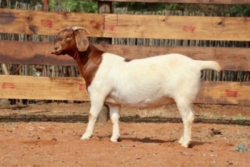 LOT 102 1X BOER GOAT STUD DOE BOOYSEN BOERDERY