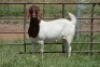 1X BOERBOK OOI/EWE Dome Africa Boergoat Stud - KUDDE - 2