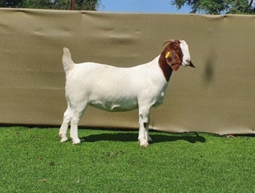 LOT 2 1X BOER GOAT STUD DOE BOOYSEN BOERDERY