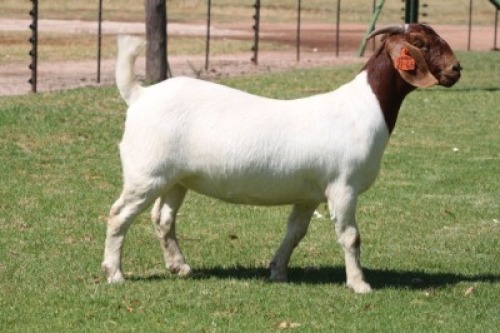 LOT 19 1X BOER GOAT STUD DOE BOSLAND BOERDERY