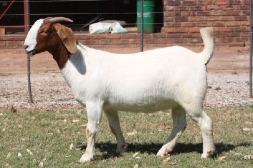 LOT 20 1X BOER GOAT STUD DOE BOSLAND BOERDERY