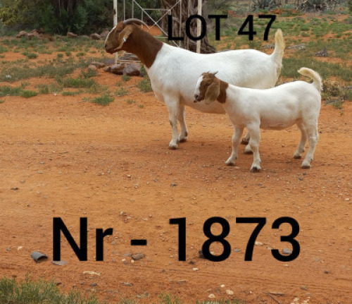 LOT 47 1X BOER GOAT STUD DOE CONE BOERBOKSTOET