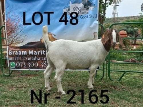 LOT 48 1X BOER GOAT STUD DOE CONE BOERBOKSTOET