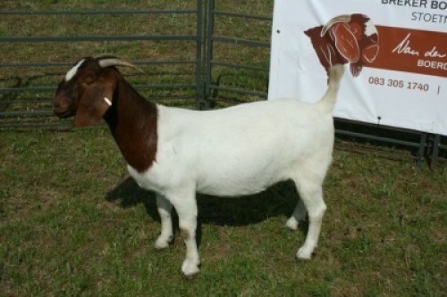LOT 45 1X BOER GOAT STUD DOE BREKER BOERBOKSTOET