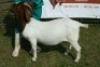 LOT 45 1X BOER GOAT STUD DOE BREKER BOERBOKSTOET - 3