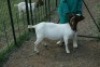 LOT 45 1X BOER GOAT STUD DOE BREKER BOERBOKSTOET - 4