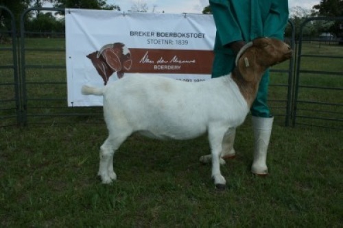 LOT 46 1X BOER GOAT STUD DOE BREKER BOERBOKSTOET