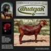 LOT 17 1X KALAHARI RED STUD DOE DHIDEJAK KALAHARI REDS