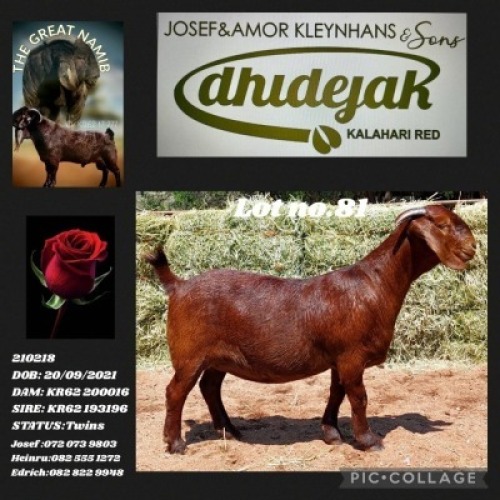 LOT 81 1X KALAHARI RED STUD DOE DHIDEJAK KALAHARI REDS