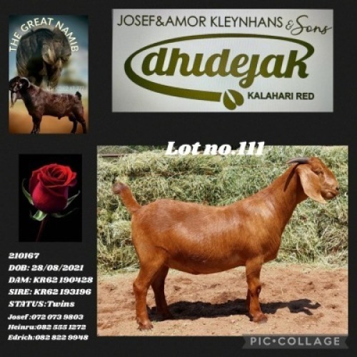 LOT 111 1X KALAHARI RED STUD DOE DHIDEJAK KALAHARI REDS