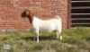 1X BOERBOK OOI/EWE LAS VACUS BOERDERY - 2