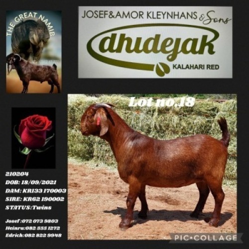 LOT 18 1X KALAHARI RED STUD DOE DHIDEJAK KALAHARI REDS