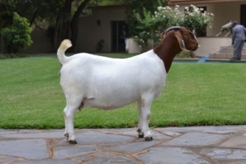 LOT 49 1x BOER GOAT STUD DOE JONATHAN CARLSON