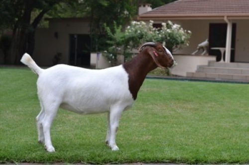LOT 50 1x BOER GOAT STUD DOE JONATHAN CARLSON