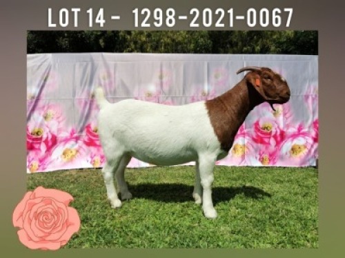 LOT 14 1x BOER GOAT STUD DOE KARSTEN BOERDERY