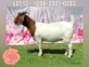 LOT 13 1x BOER GOAT STUD DOE KARSTEN BOERDERY