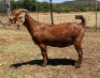 LOT 24 1x KALAHARI RED PS DOE KILIFI CREEK
