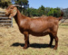 LOT 23 1x KALAHARI RED STUD DOE KILIFI CREEK