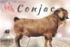 LOT 27 1x KALAHARI RED STUD DOE KROKODILNEST BOERBOKSTOET - 3