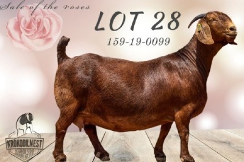 LOT 28 1x KALAHARI RED STUD DOE KROKODILNEST BOERBOKSTOET
