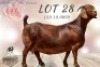 LOT 28 1x KALAHARI RED STUD DOE KROKODILNEST BOERBOKSTOET