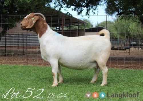 LOT 52 1x BOER GOAT STUD DOE LANGKLOOF BOERBOKKE