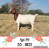 LOT 29` 1+1x BOER GOAT STUD DOE LOURON BOERBOKSTOET