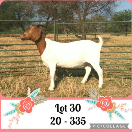 LOT 30 1x BOER GOAT STUD DOE LOURON BOERBOKSTOET