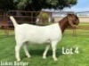 LOT 4 1x BOER GOAT STUD DOE LUKAS BURGER BOERBOKSTOET