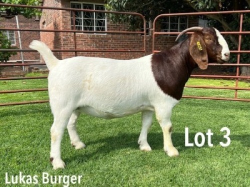 LOT 3 1x BOER GOAT STUD DOE LUKAS BURGER BOERBOKSTOET