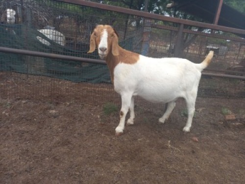 WITHDRAW - LOT 53 1X BOER GOAT DOE MAKGAT BOERBOKSTOET