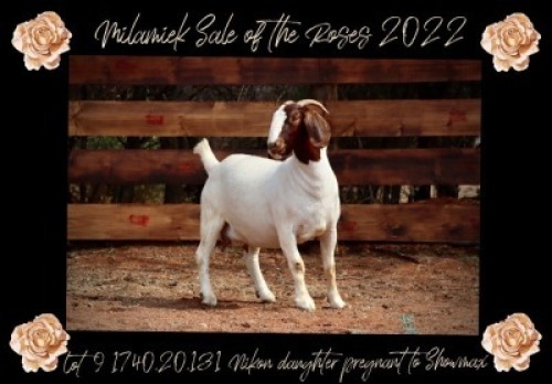 LOT 9 1x BOER GOAT STUD DOE MILAMIEK BOERBOKSTOET