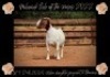 LOT 9 1x BOER GOAT STUD DOE MILAMIEK BOERBOKSTOET - 4