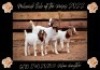 LOT 10 1x BOER GOAT STUD DOE MILAMIEK BOERBOKSTOET - 2