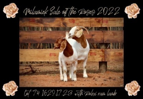 LOT 74 1x BOER GOAT STUD DOE MILAMIEK BOERBOKSTOET